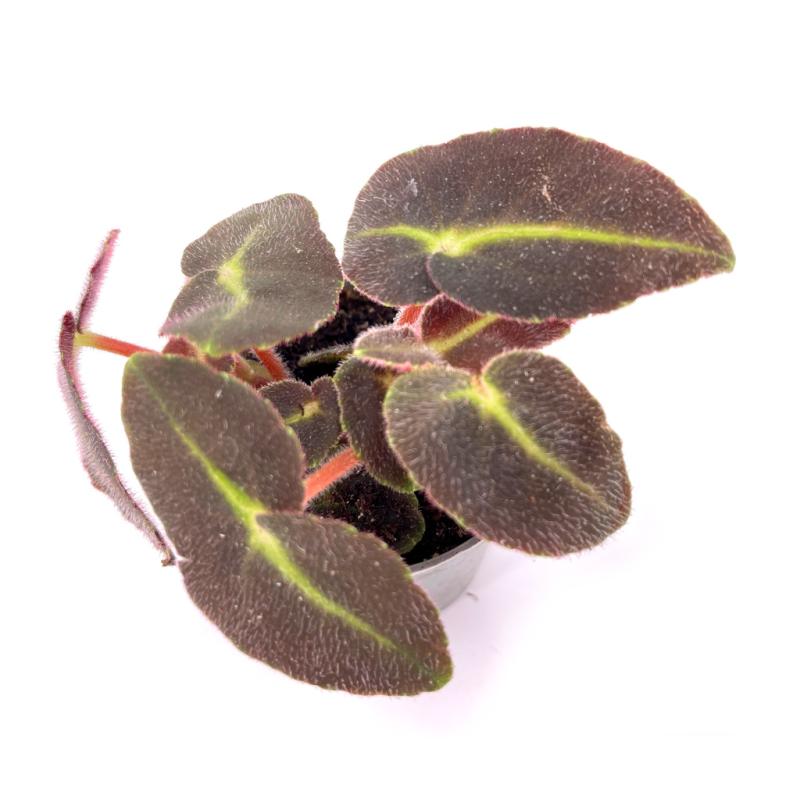 Бегония Рекс Листада (Begonia Listada Rex) D6см