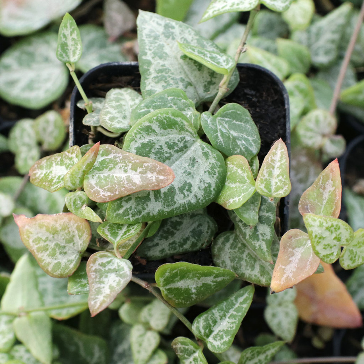 Церопегия Вуда "Цепочка Стрел" (Ceropegia Woodii "String of Arrows") D6см