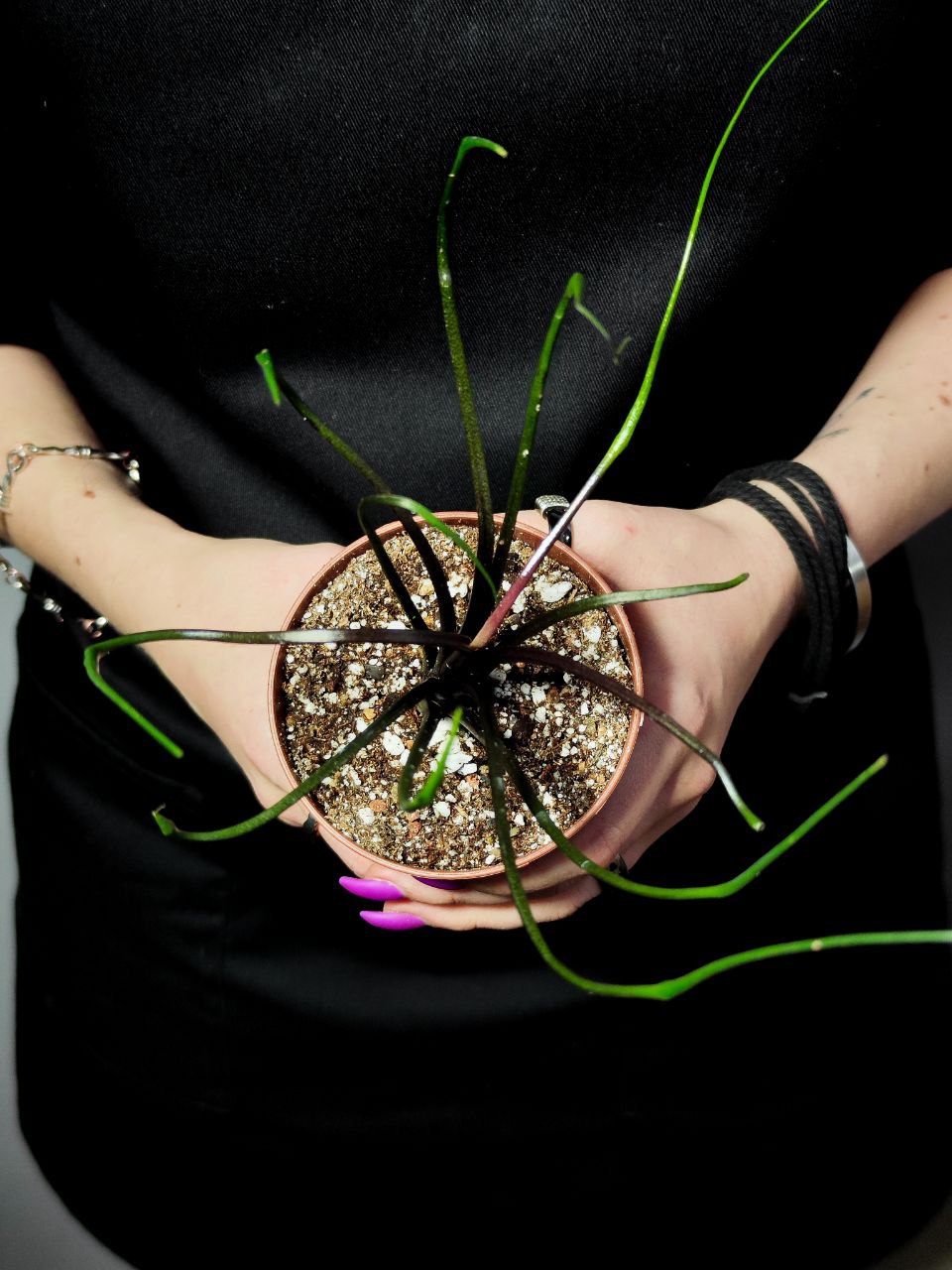 Алоказия Плюмбея "Летающий Кальмар" (Alocasia Plumbea Flying Squid) D9см
