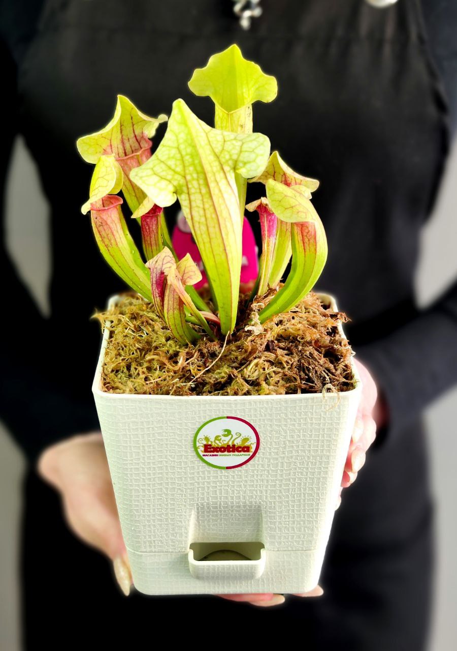 Саррацения Эва (Sarracenia Eva) пересаженная D12см