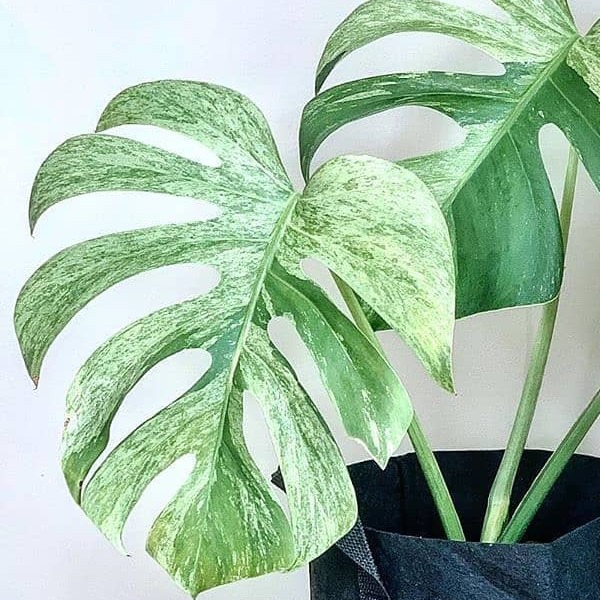 Монстера Деликатесная Тайское Созвездие (Monstera Thai Constellation) D12см
