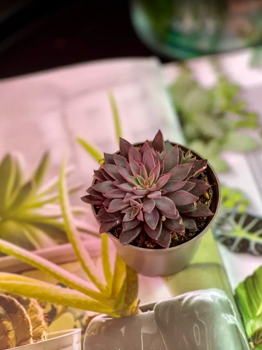 Эхеверия Расби (Echeveria Rusbyi) D5см