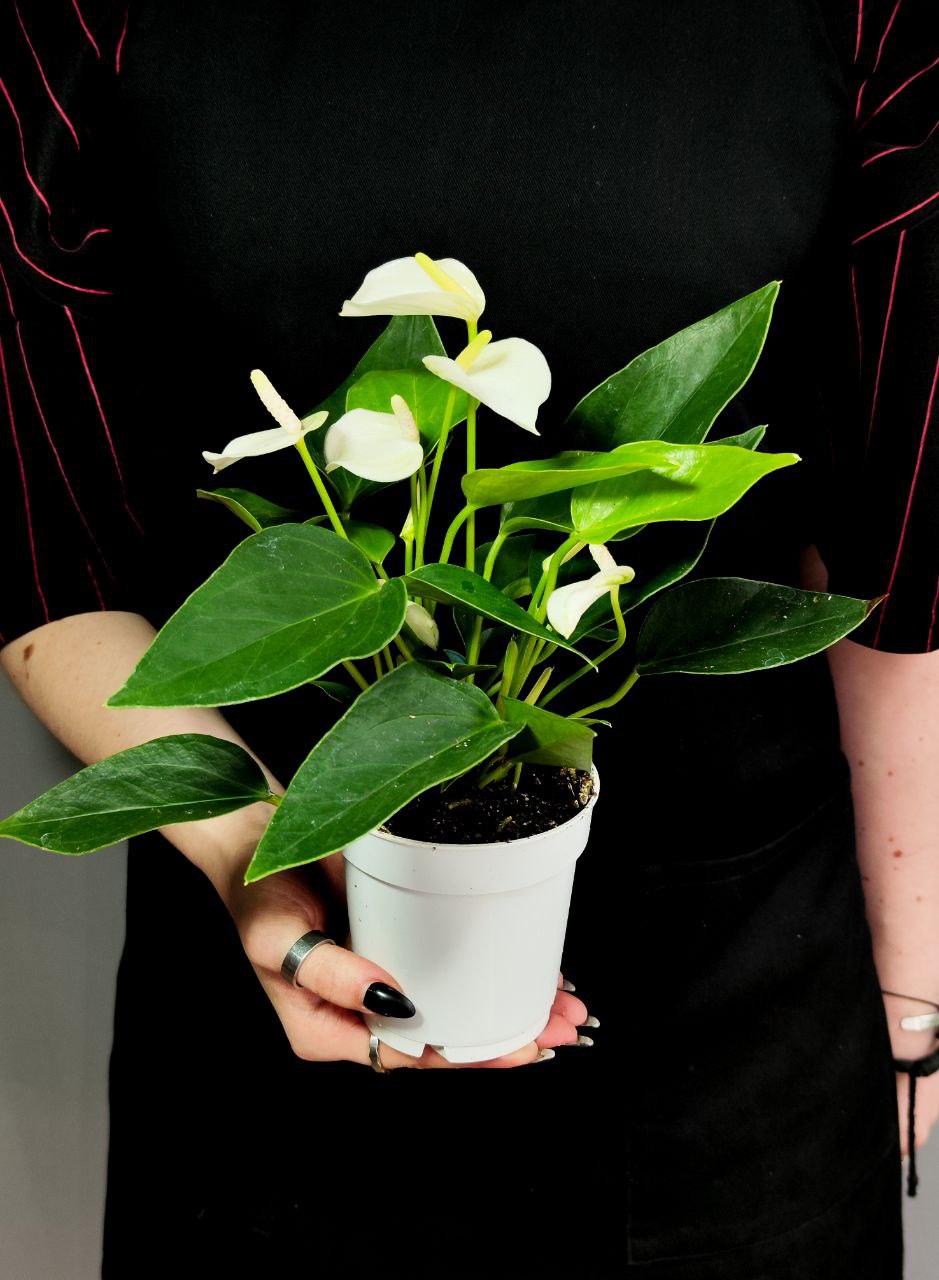 Антуриум Андреанум Вайт Чемпион (Anthurium An White Champion) D9см