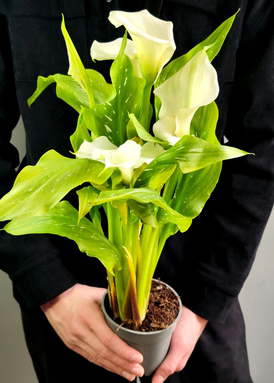 Зантедеския Белая (Zantedeschia White) D12см