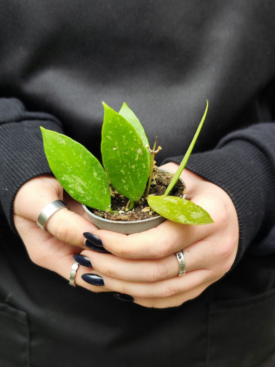 Хойя Грацилис (Hoya Gracilis) D6см