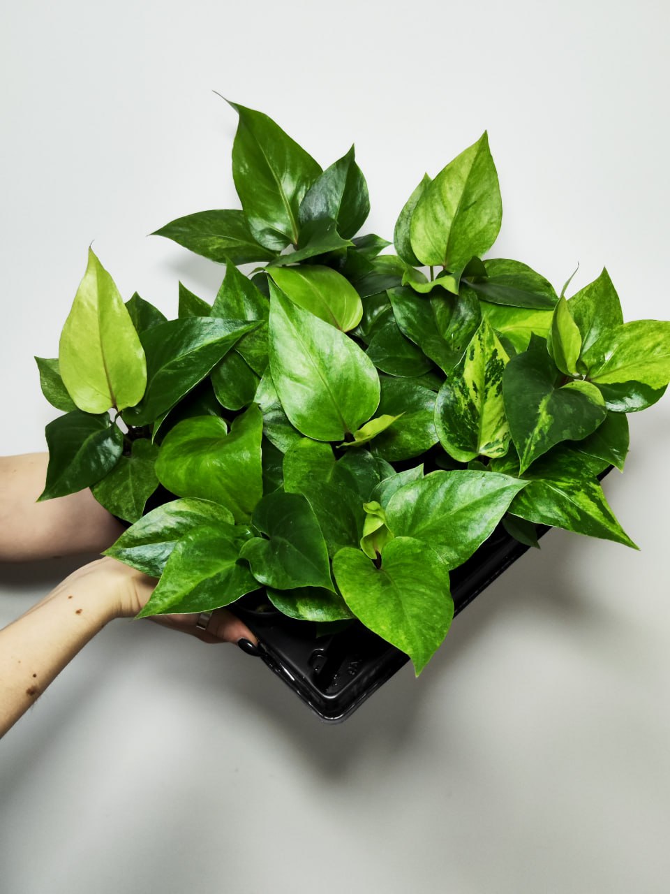 Антуриум Ренесенс Вариегата (Anthurium Renaissance Variegata) D6см