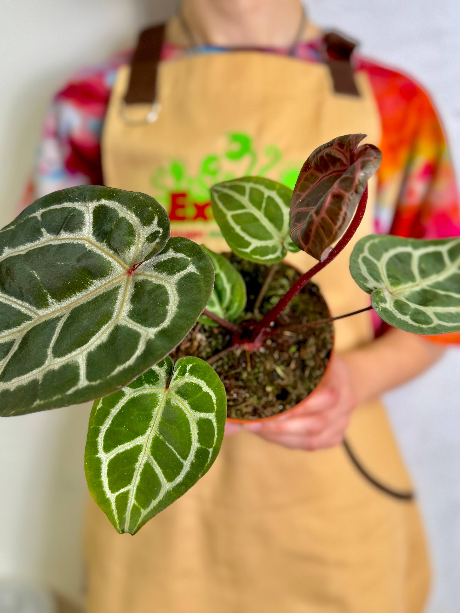 Антуриум Кристаллинум Ред (Anthurium Crystallinum Red) D12см