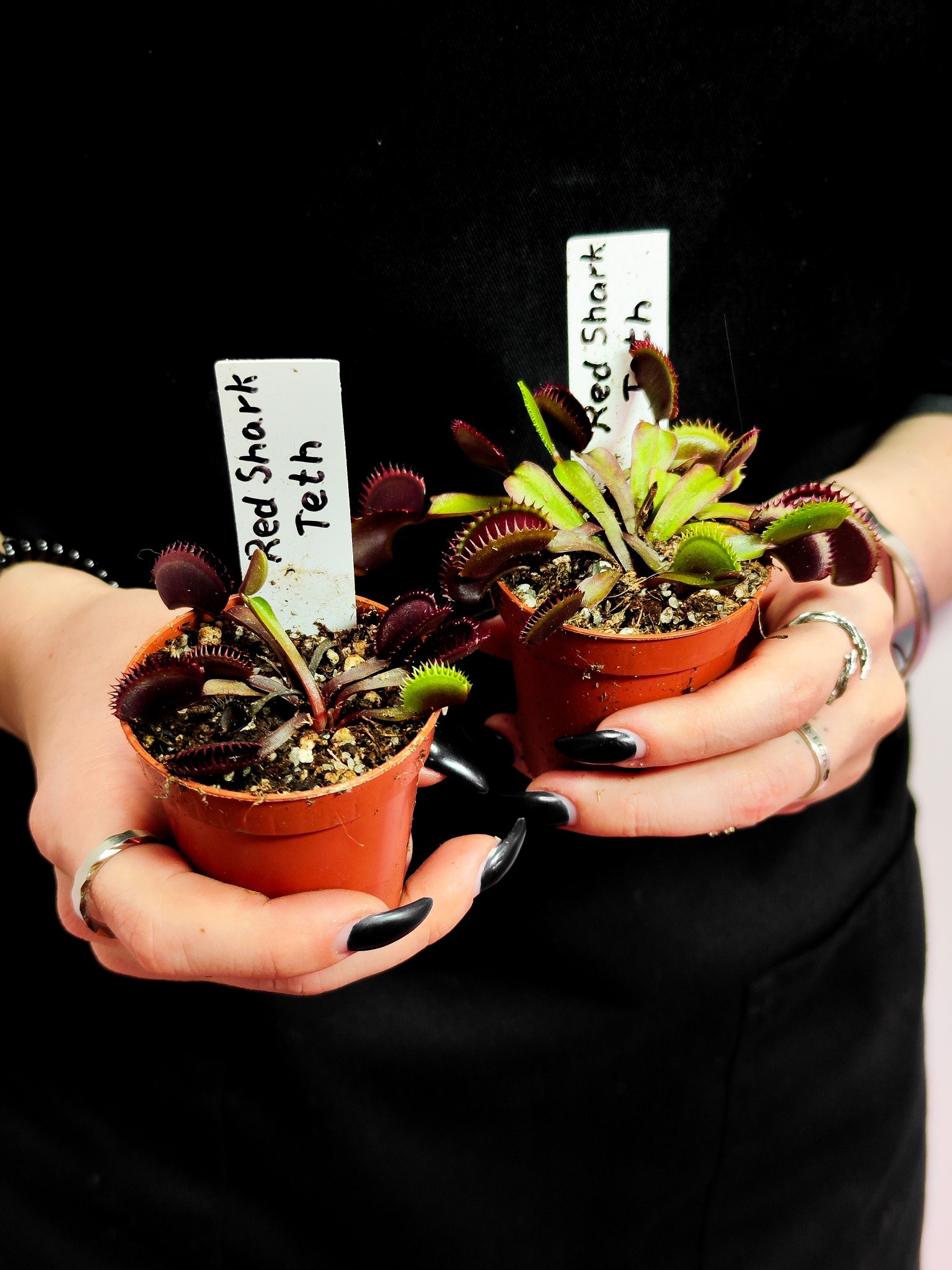 Венерина Мухоловка "Зубья Красной Акулы" (Dionaea Muscipula "Red Shark Teeth") D6см