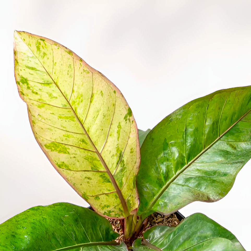 Антуриум Ренесенс Вариегата (Anthurium Renaissance Variegata) D6см