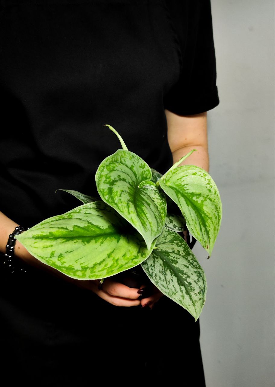 Сциндапсус Пиктус Экзотика (Scindapsus Pictus Exotica) D12см
