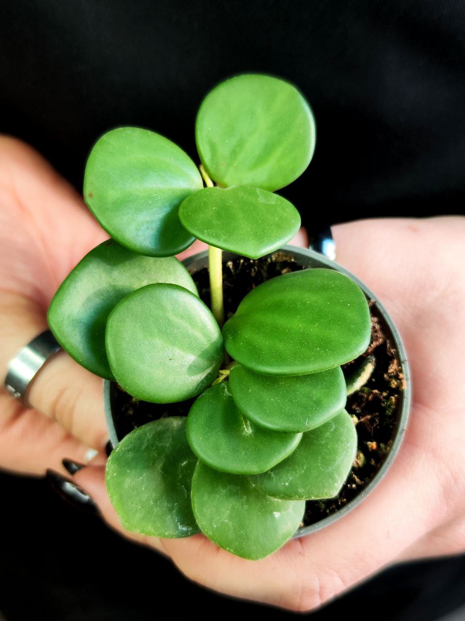 Пеперомия Тетрафилла Хоуп (Peperomia Tetraphylla Hope) D5см