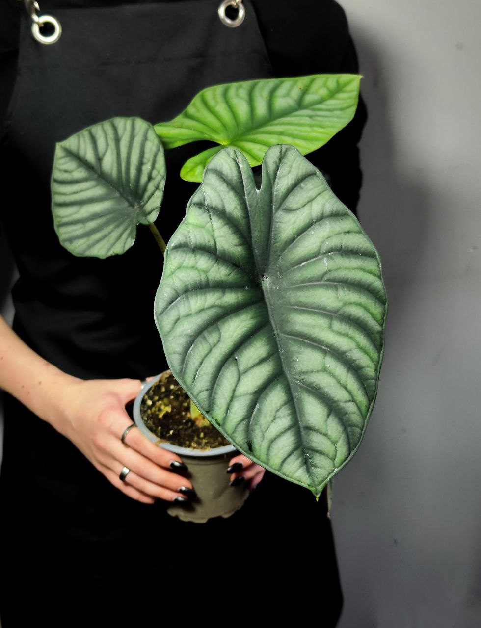 Алоказия Небула Империалис (Alocasia Nebula Imperialis) D12см