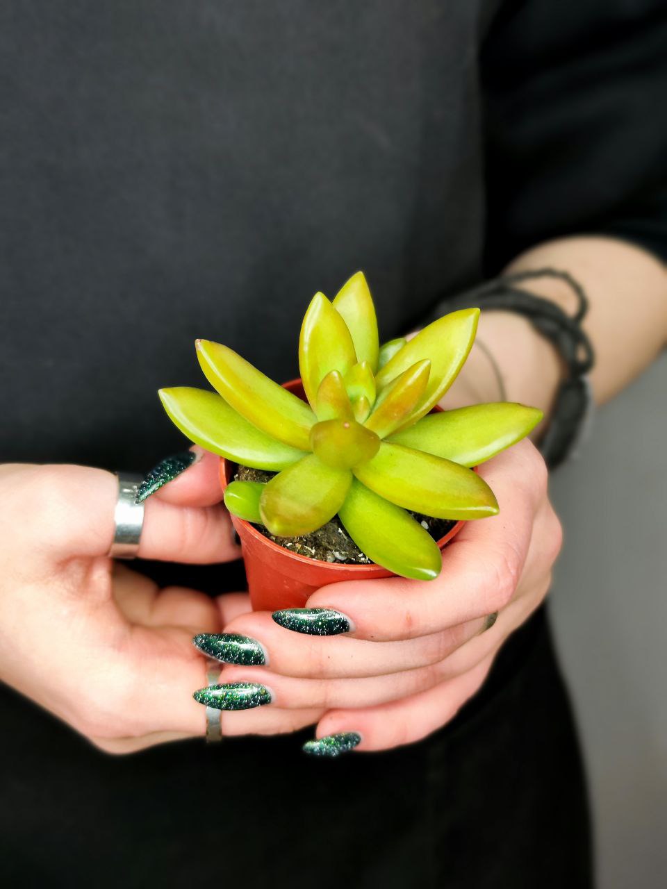 Седум Нуссбаумера (Sedum Nussbaumerianum) D5см