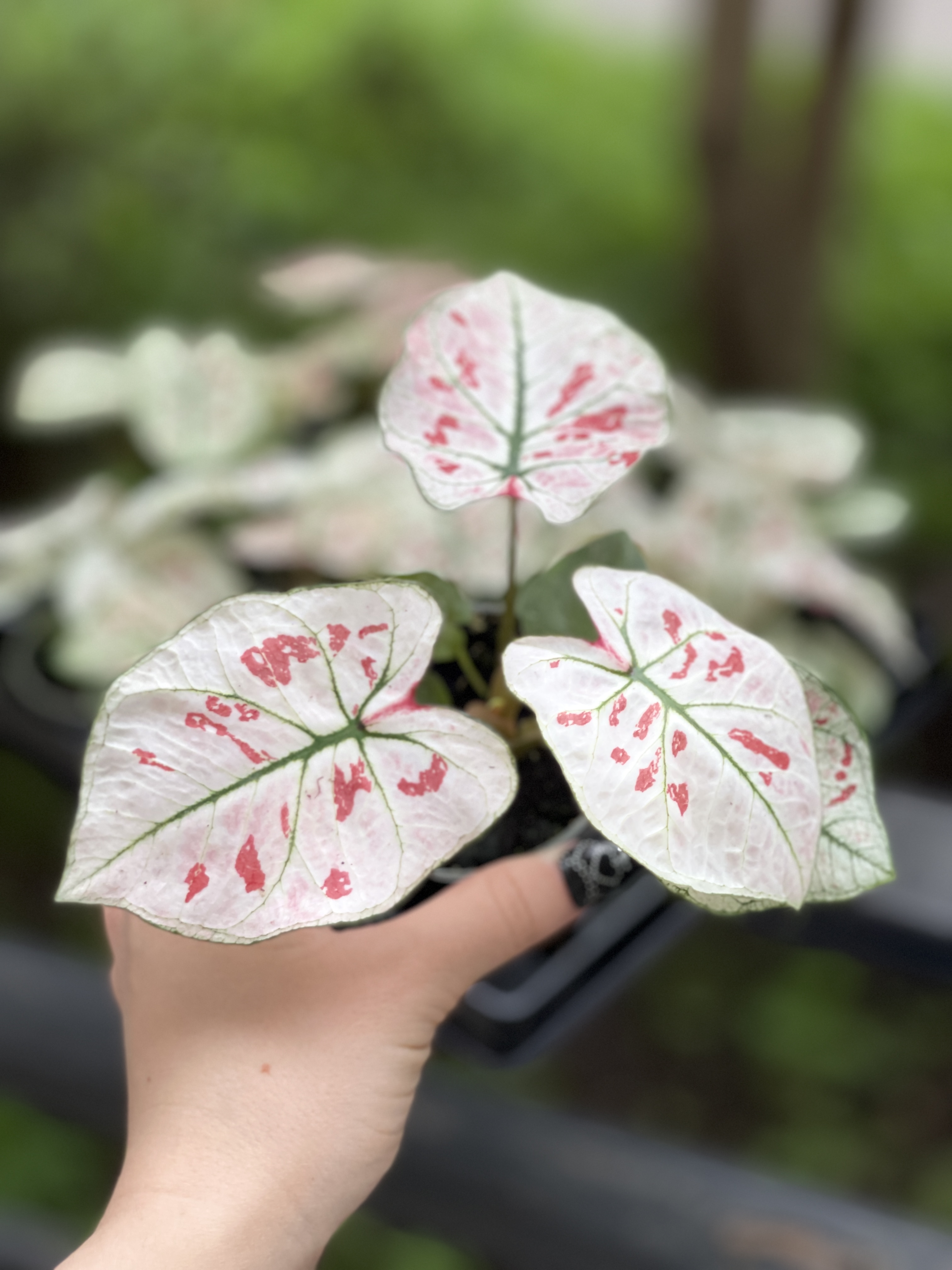 Каладиум Келли (Caladium Kelly) D6см