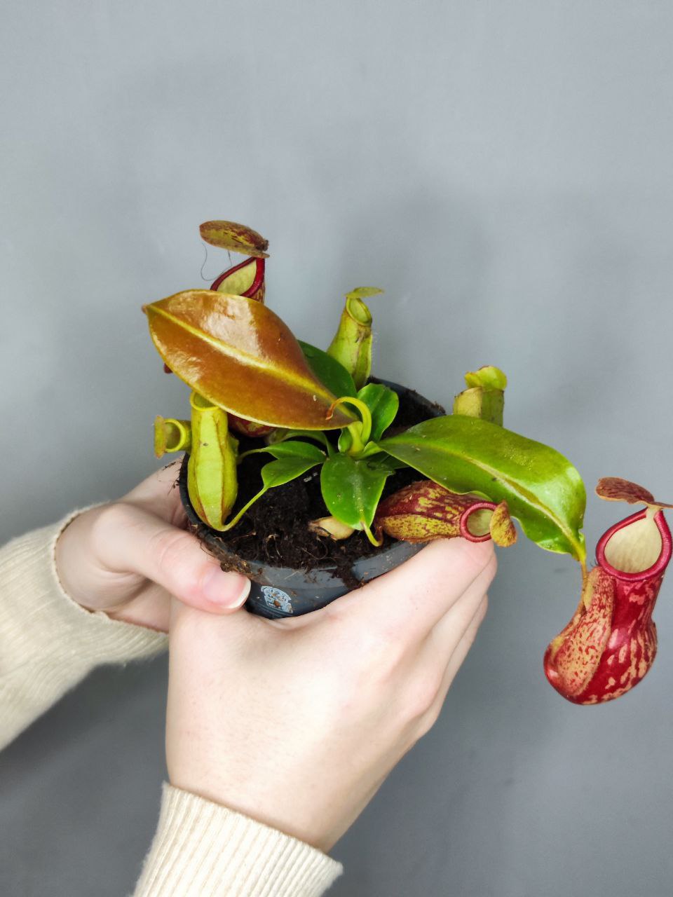 Непентес Гая (Nepenthes Gaya) D9см