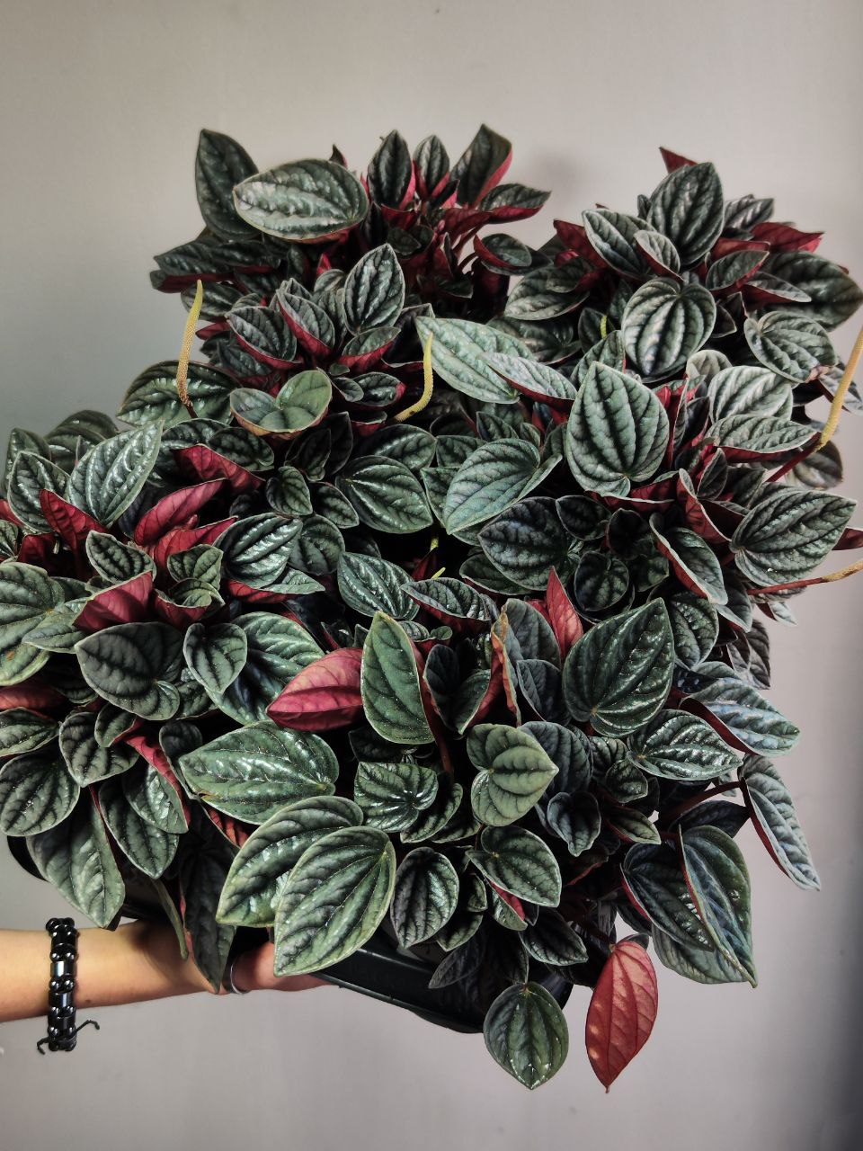 Пеперомия Каракас (Peperomia Caperata Caracas) D11см