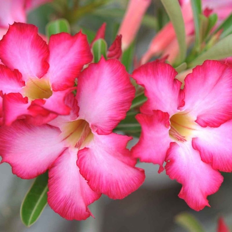 Адениум Тучный (Adenium Obesum) D5см