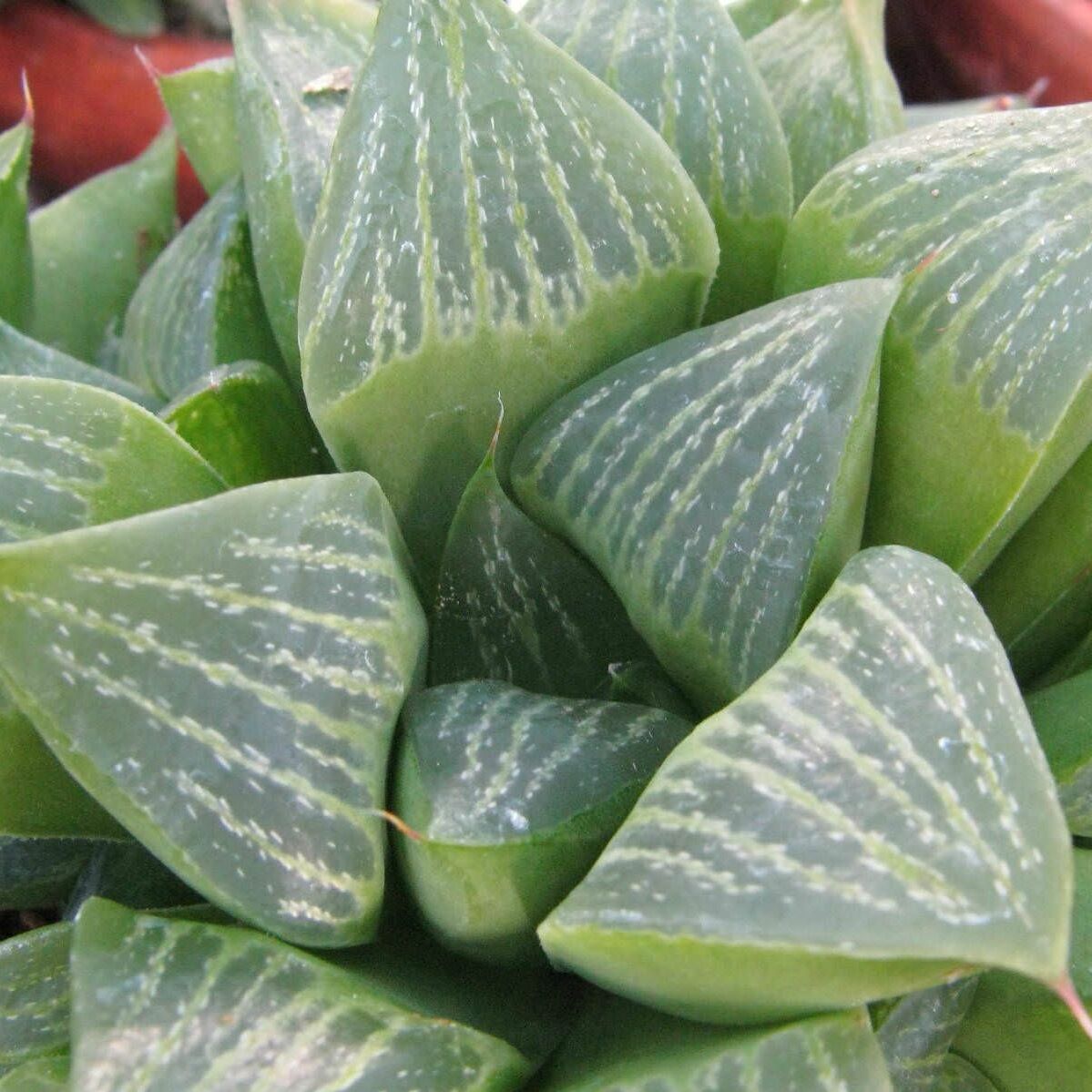 Хавортия Ретуза (Haworthia Retusa) D5см