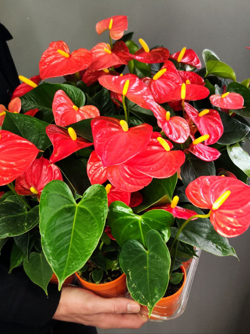 Антуриум Андре Оранжевый (Anthurium Аndraeanum Orange) D9см