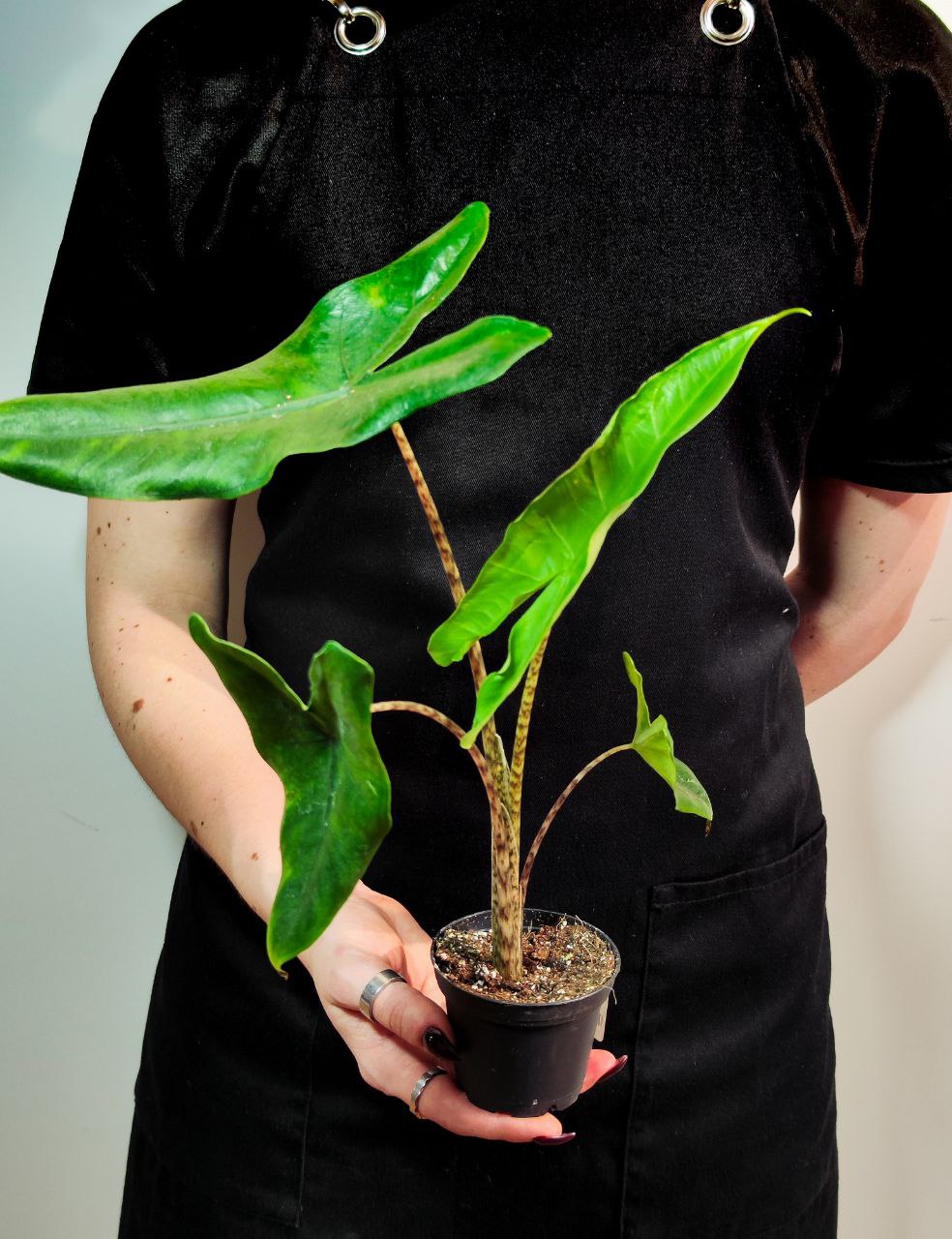 Алоказия Зебрина (Alocasia Zebrina) D6см