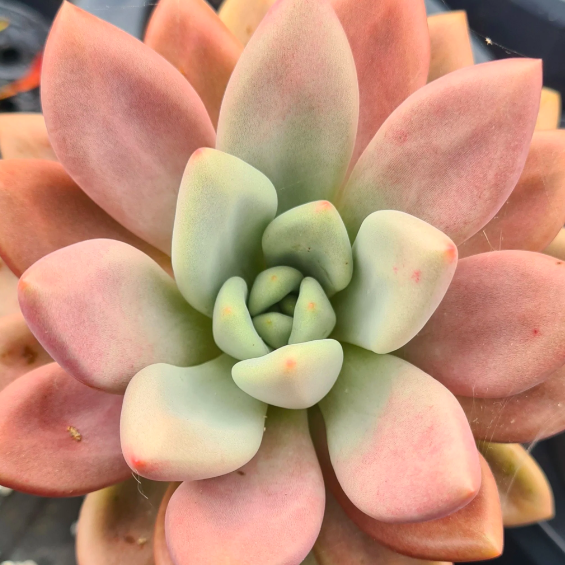 Граптоверия Рози Кроу (Graptoveria Rosie Crow) D5см