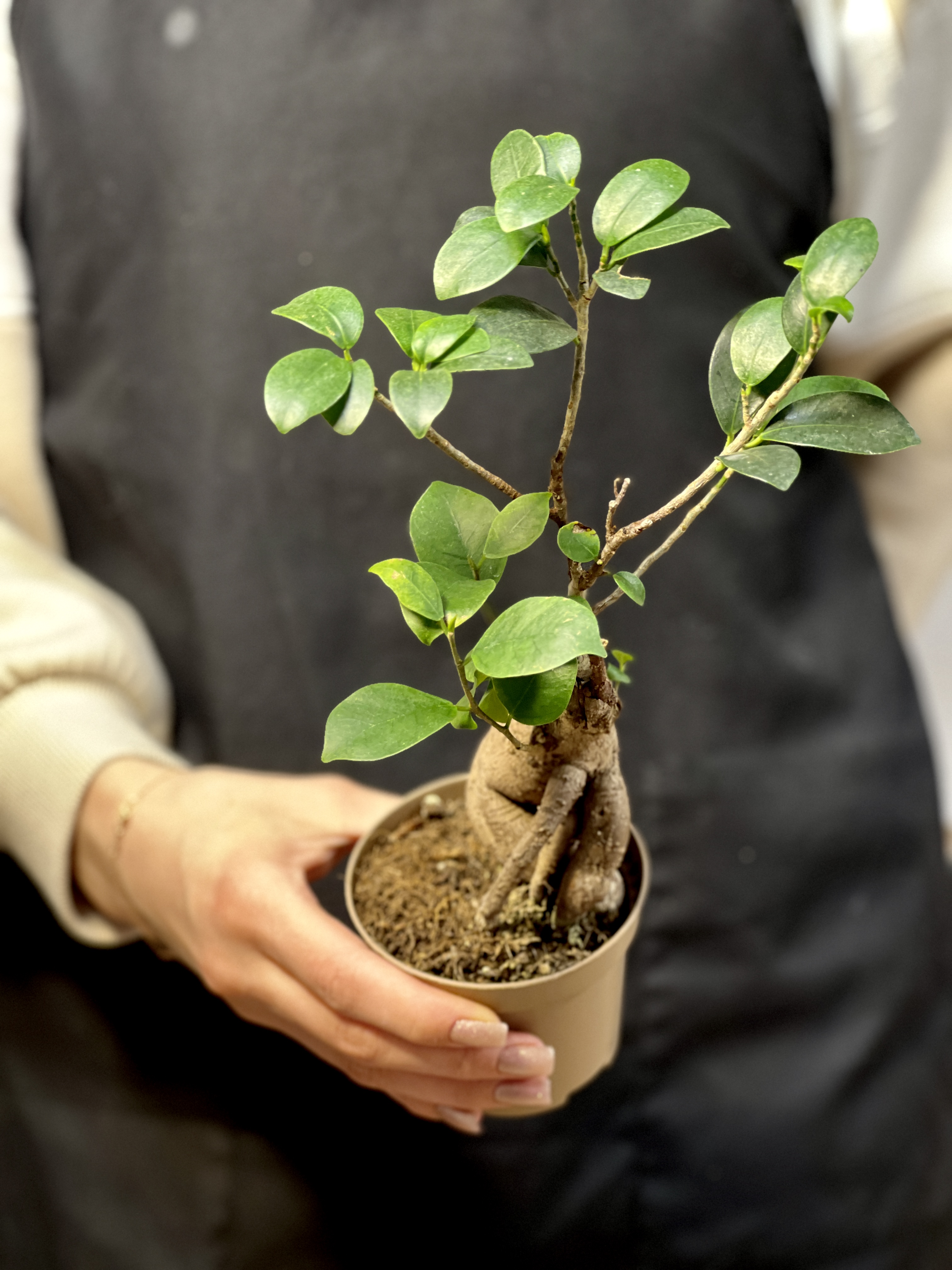 Бонсай Фикус микрокарпа (Ficus microcarpa) D11см (уцененный)