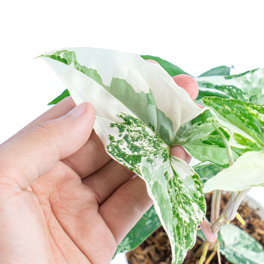 Сингониум Альба Вариегатная (Syngonium Varigata Albo) D12см