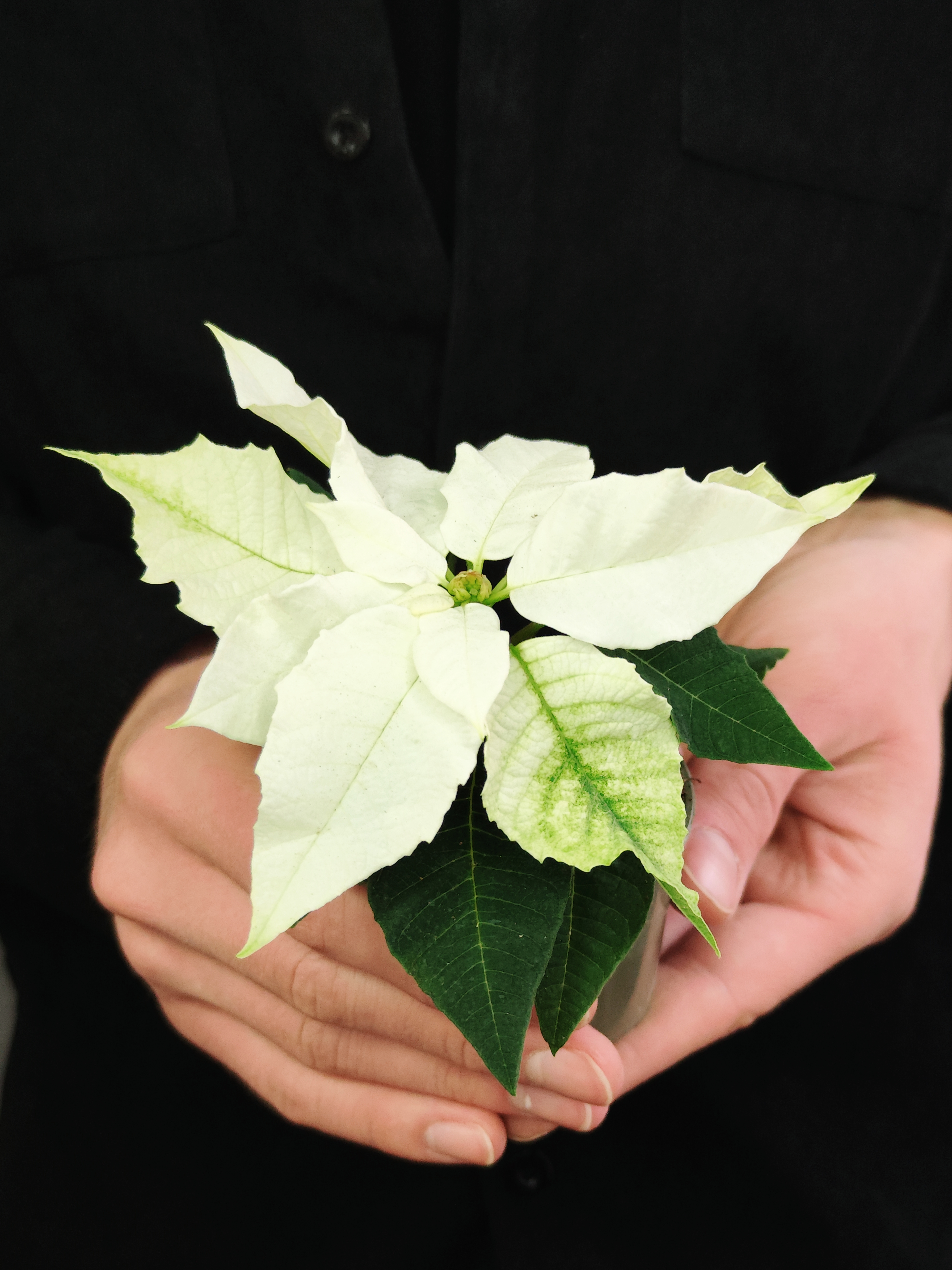 Пуансеттия Белая (Poinsettia White) D6см