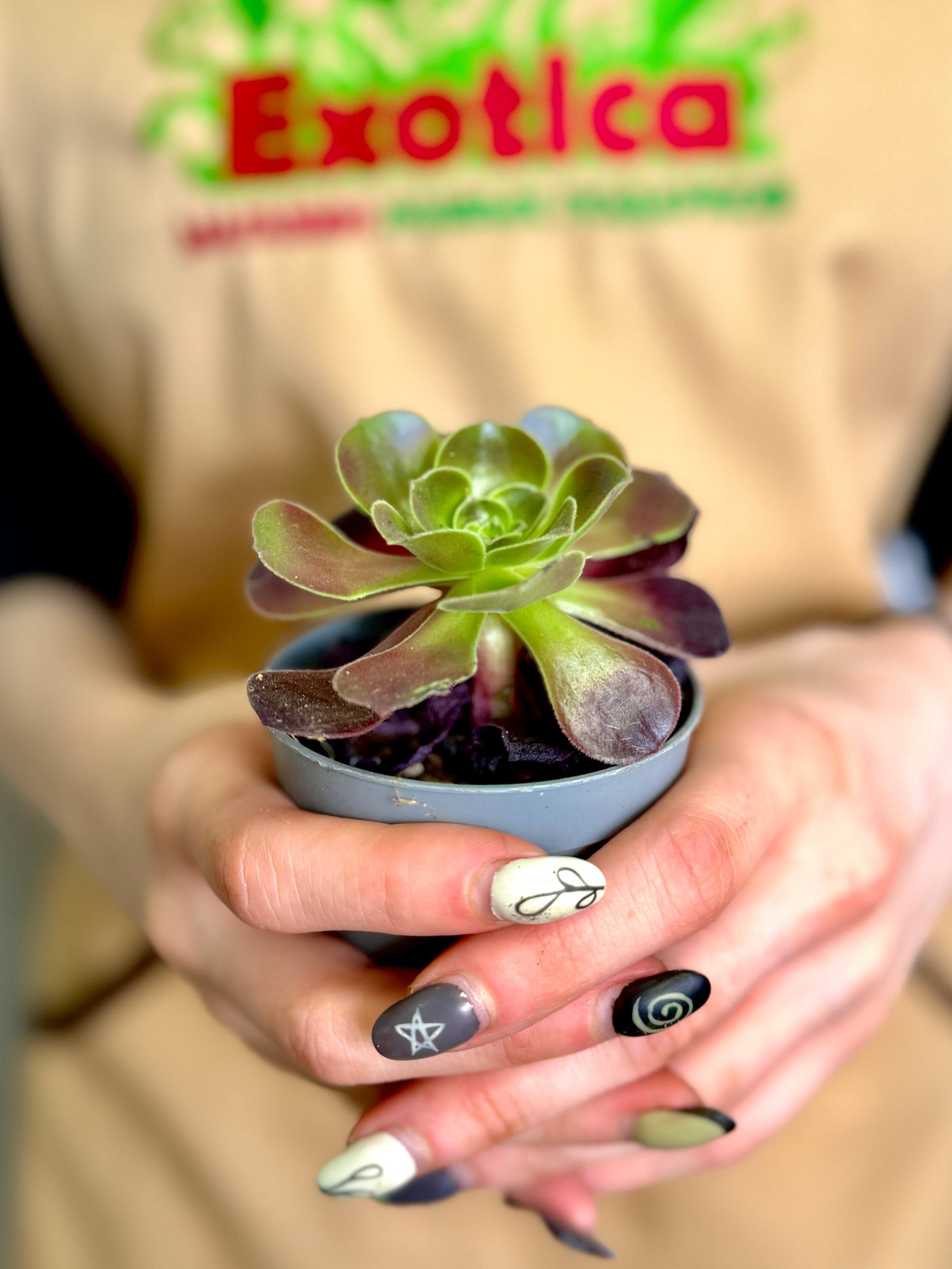 Эониум Велюр (Aeonium Velour) D6,5см