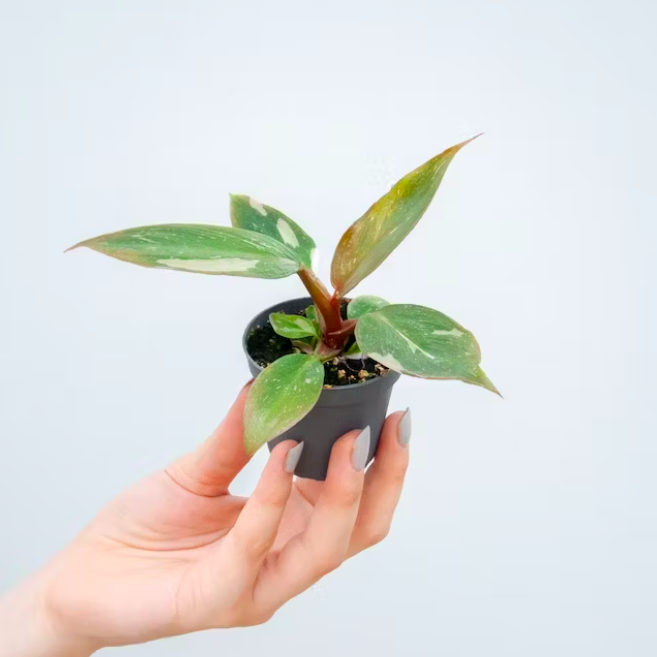 Филодендрон Пинк Принцесс Марбл (Philodendron Pink Princess Marble) D6см