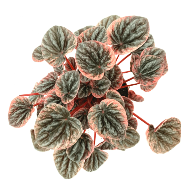 Пеперомия Каперата Абрикос (Peperomia Caperata Abriсos) D11см