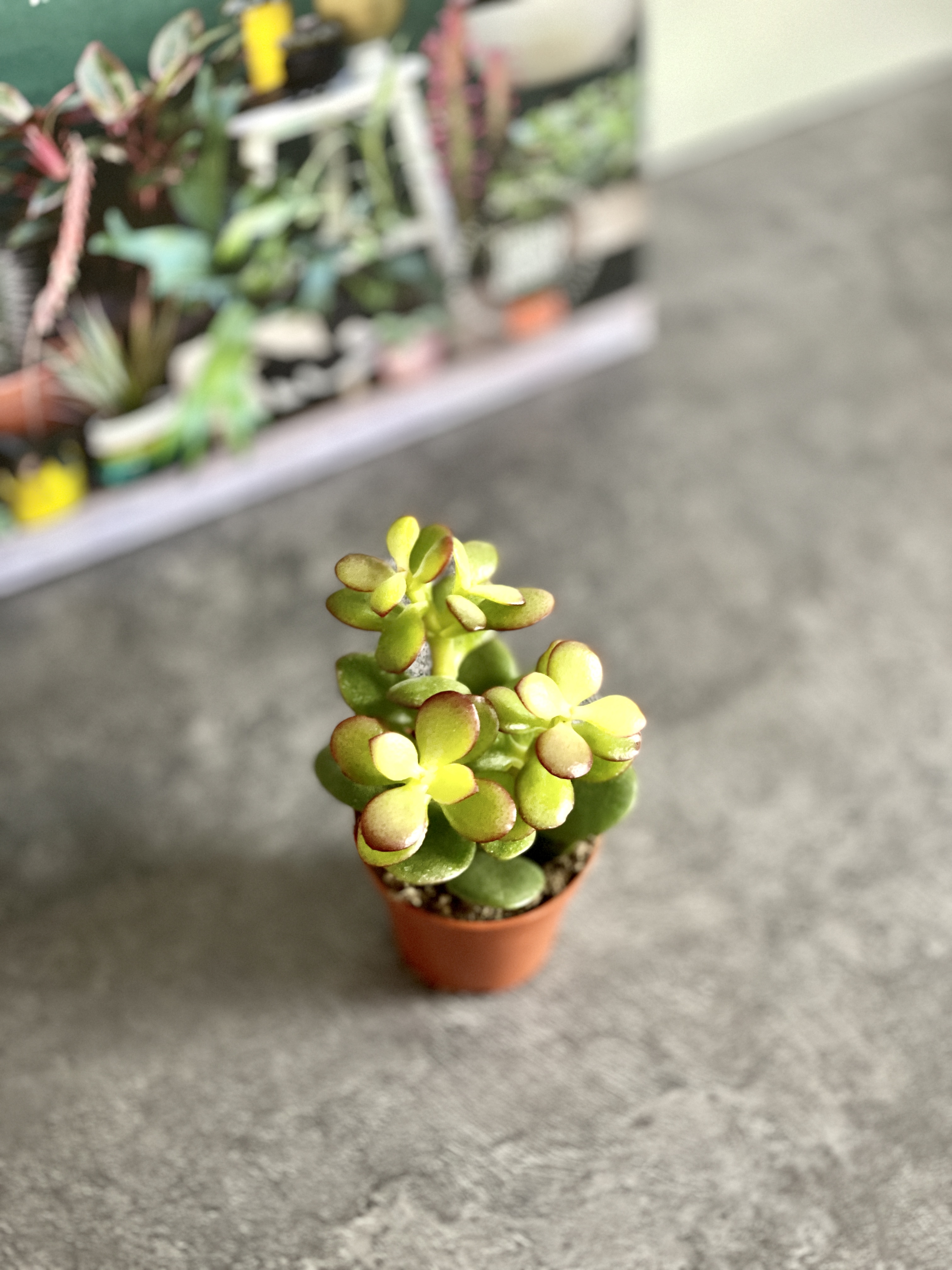 Крассула Овата Минор (Crassula Ovata Minor) D5см