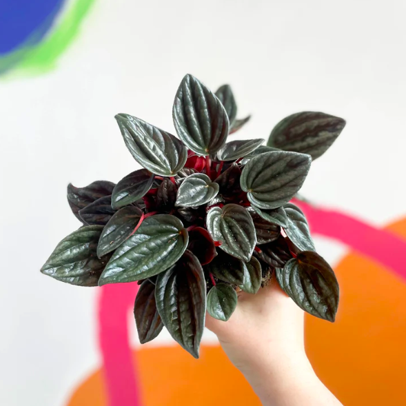 Пеперомия каперата Бразилия (Peperomia Caperata Brasilia) D7см
