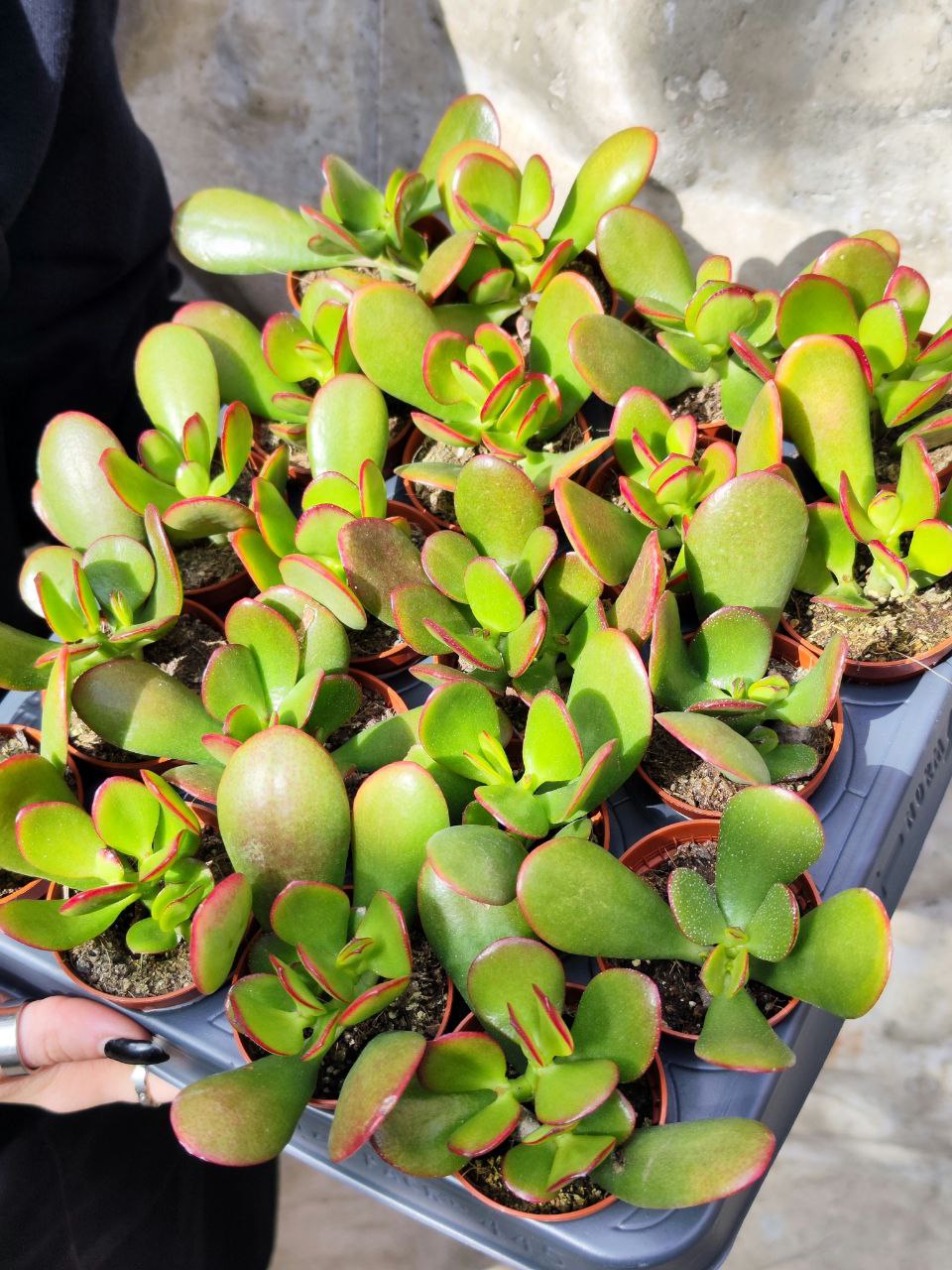 Крассула Овата Сансет (Crassula Ovata Sunset) D5см
