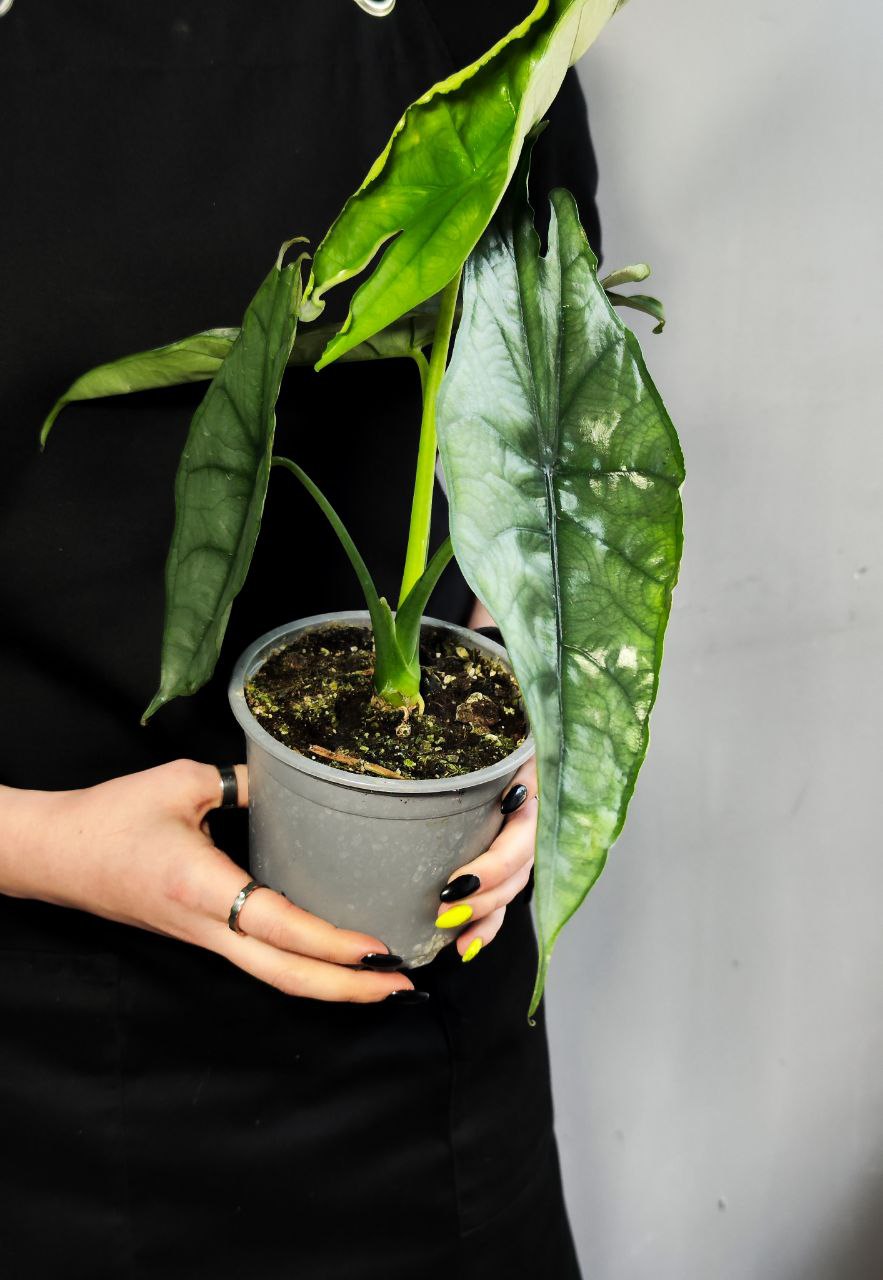 Алоказия Хетерофилла Дыхание Дракона (Alocasia Heterophylla Dragon’s Breath) D12см
