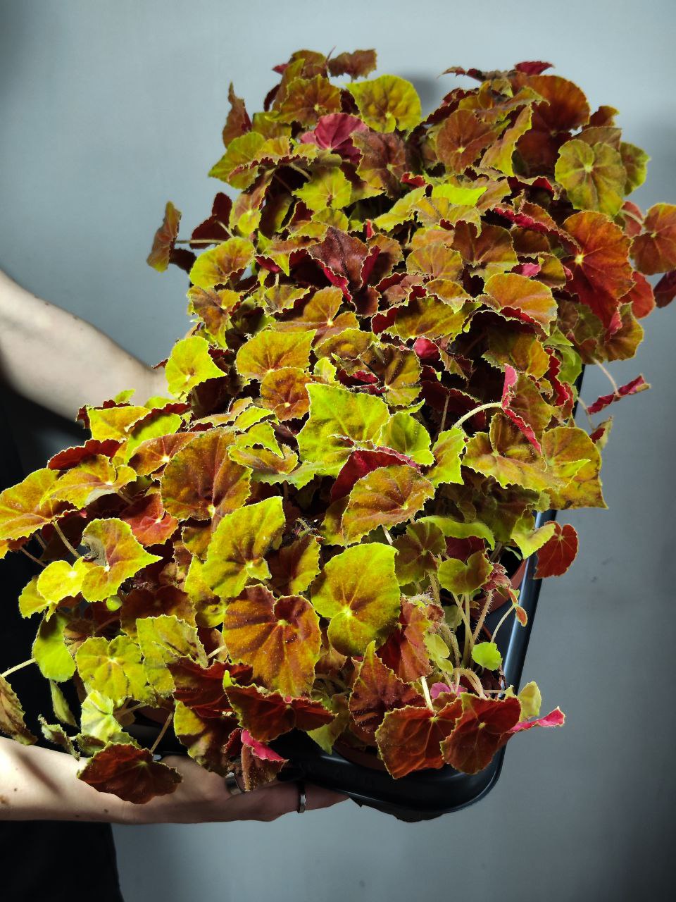 Бегония Амбер Лав (Begonia Beleaf Amber Love) D12см