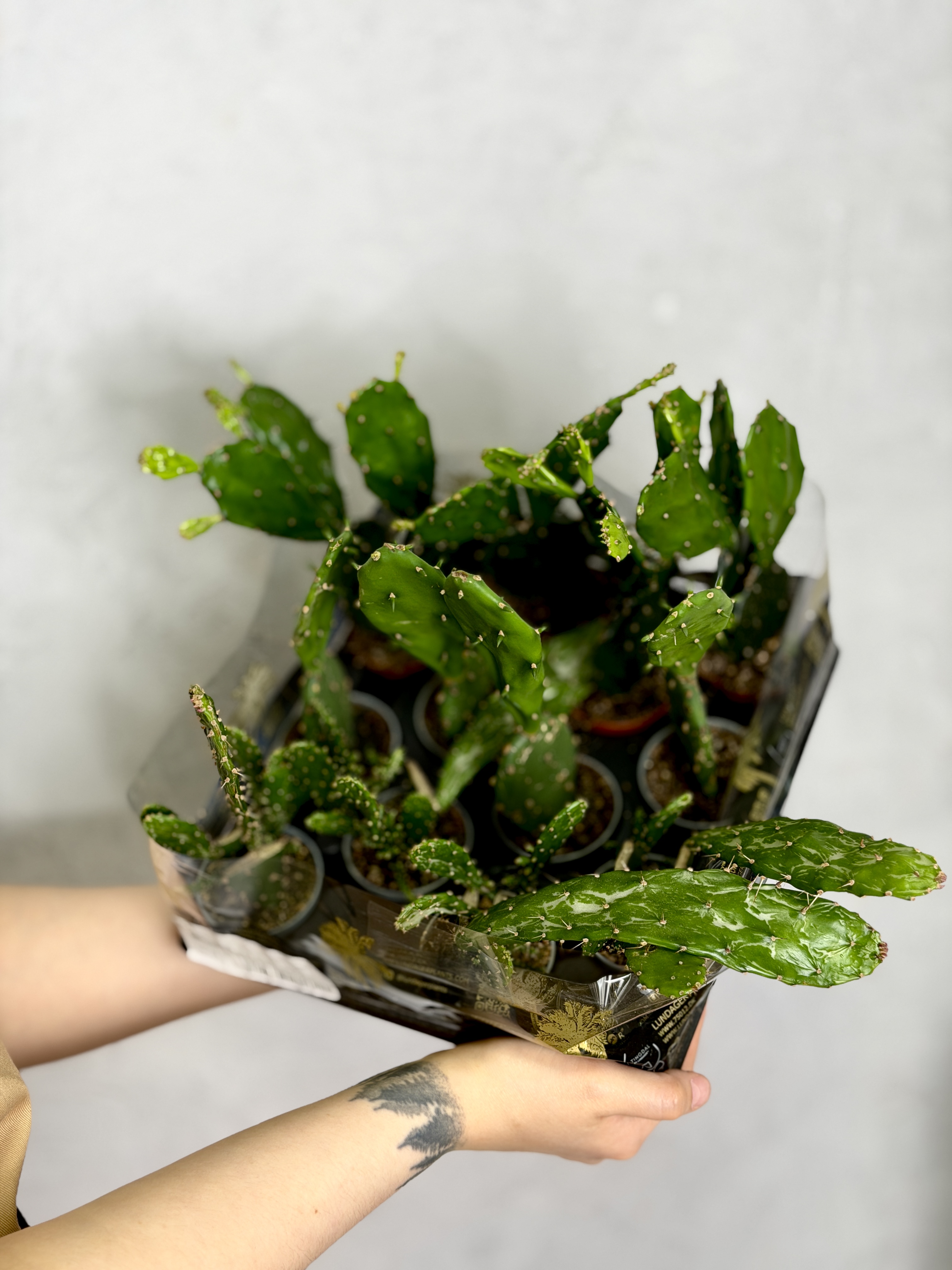 Опунция Ямайская (Opuntia Jamaicensis) D6см