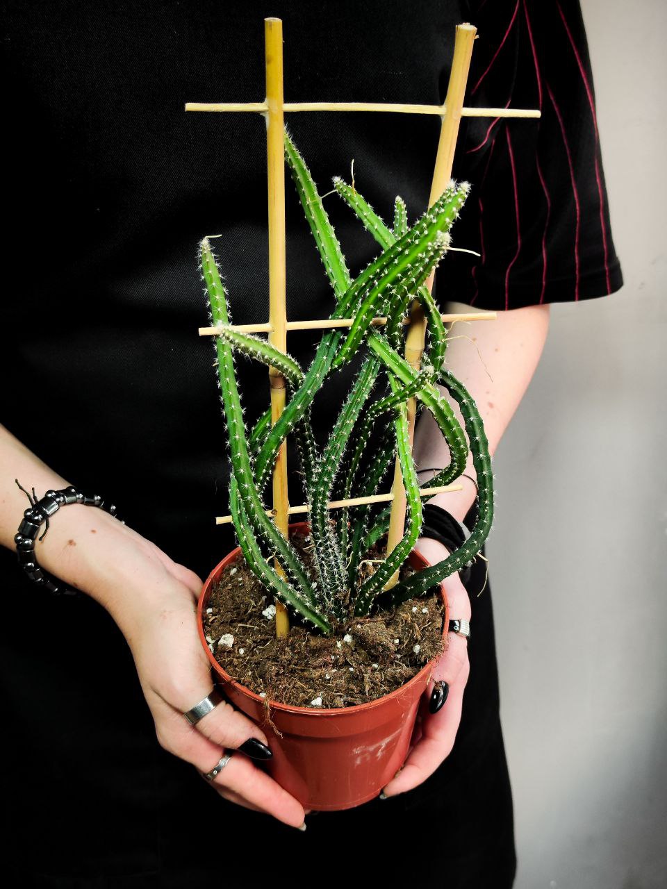 Кактус Селеницереус Крупноцветковый, или Кактус Царица Ночи (Selenicereus Grandiflorus) D12см