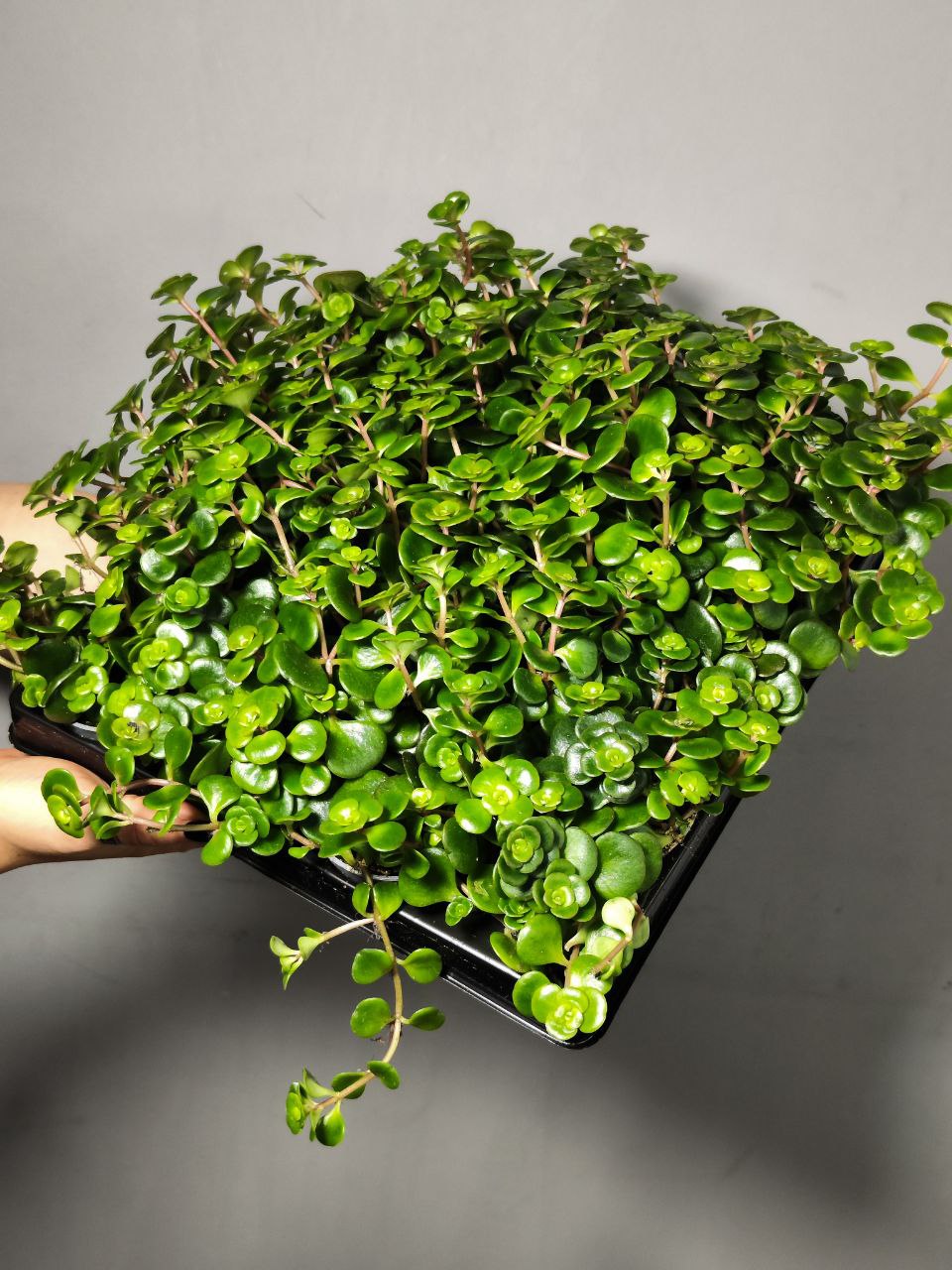 Седум Торнадо (Sedum Tornado) D5см