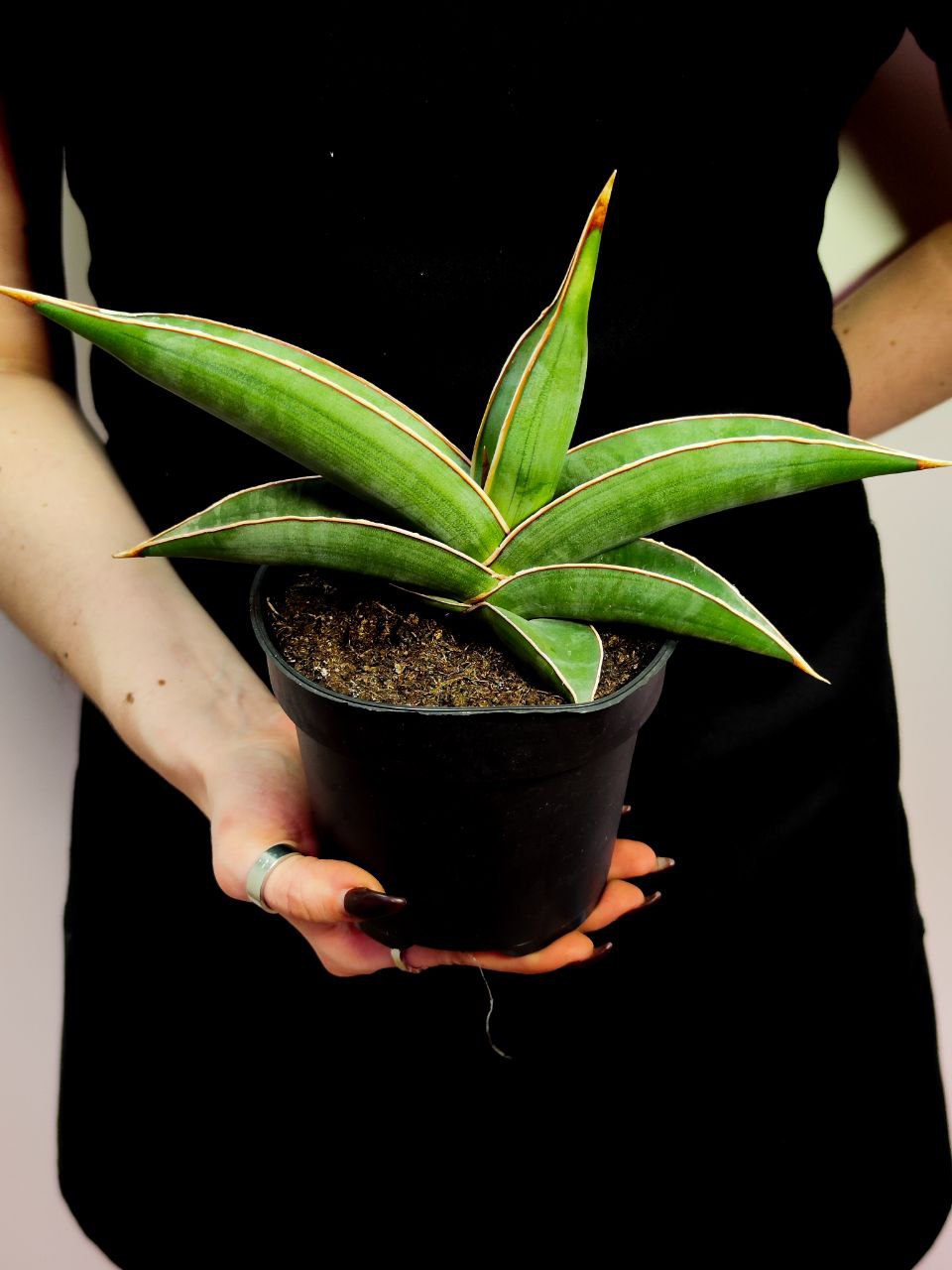 Сансевиерия Альмонд Сильвер (Sansevieria Almond Silver) D12см