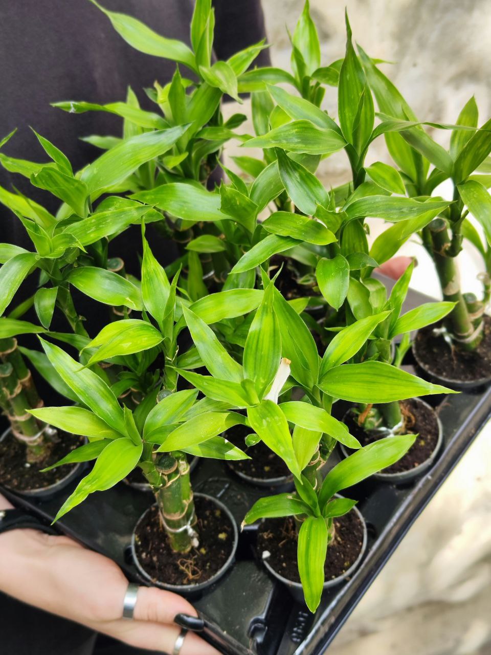 Бамбук Лаки, Драцена Сандериана (Dracaena Sanderiana Lucky Bamboo) D6см
