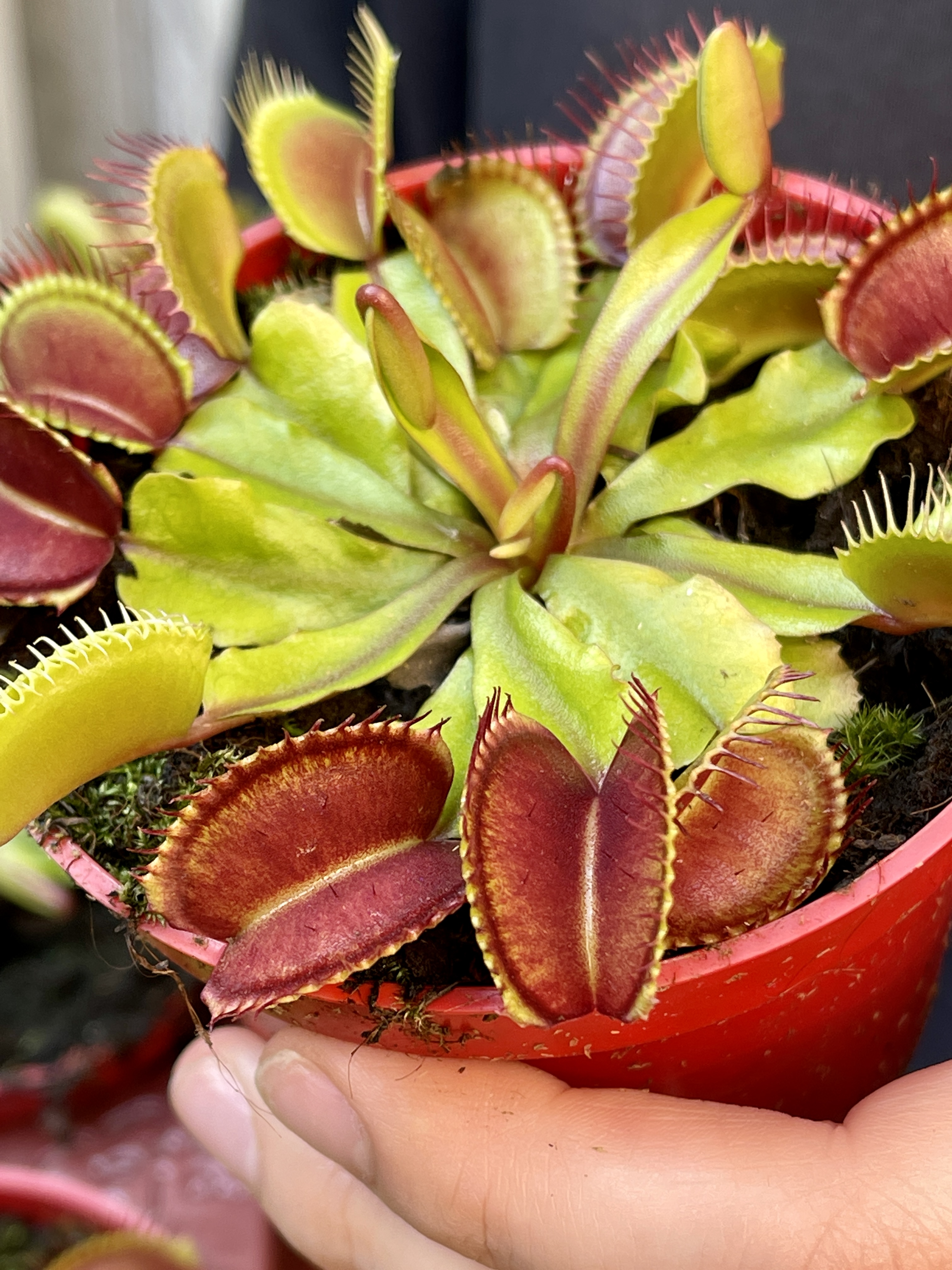 Венерина Мухоловка (Dionaea Muscipula) D9см