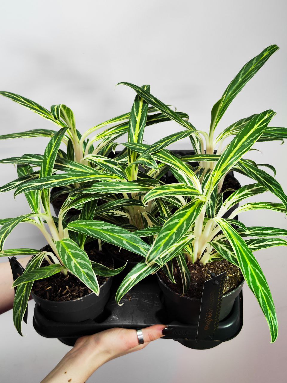 Аглаонема Зебра (Aglaonema Zebra Feathers) D12см