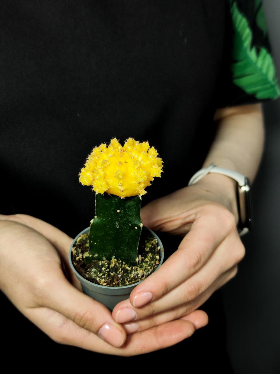Кактус Гимнокалициум Михановича Желтый (Gymnocalycium Mihanovichii Yellow) D5см
