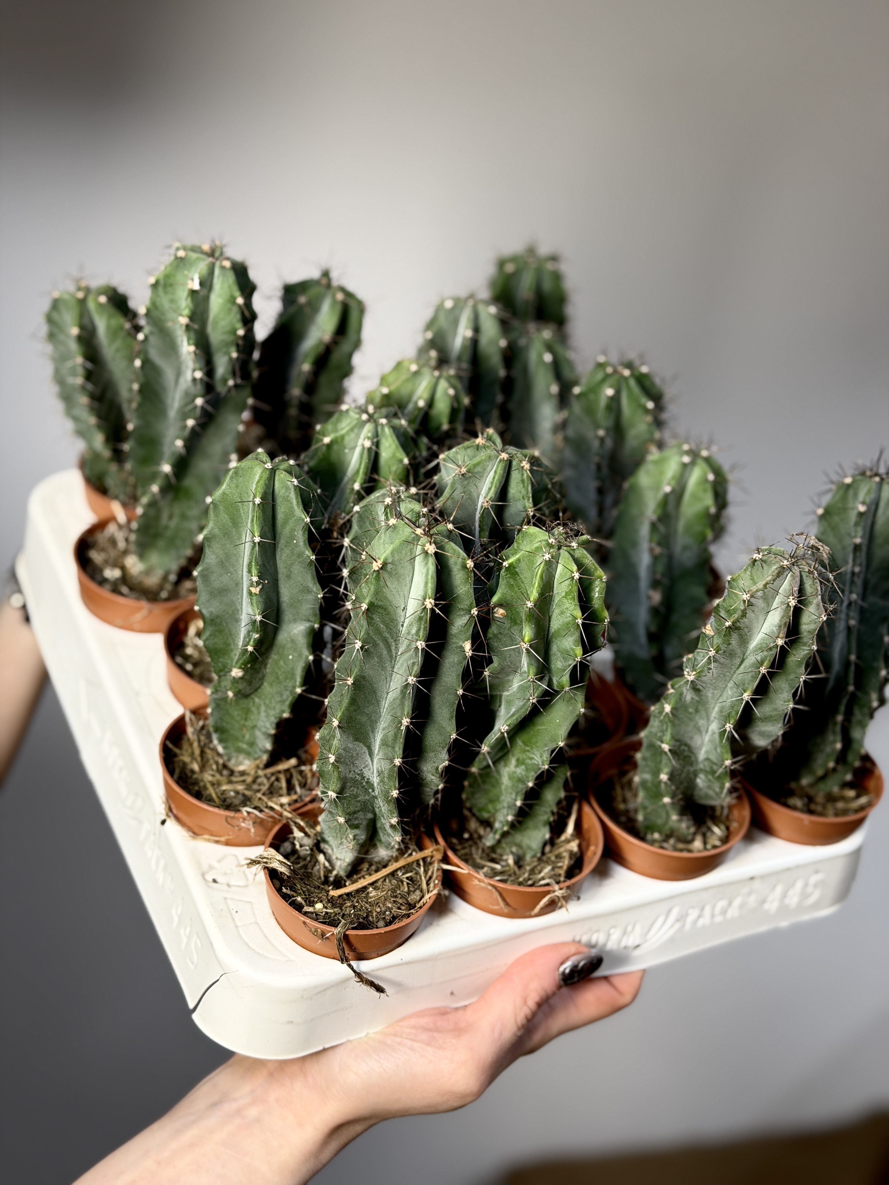 Кактус Лемэроцереус Спиралевидный (Cactus Lemaireocereus Spiral) D5см