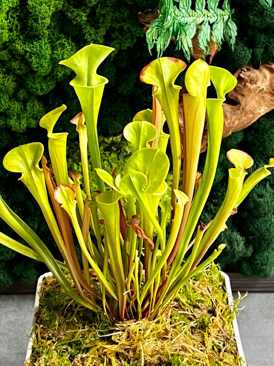 Саррацения Флава (Sarracenia Flava) пересаженная D12см