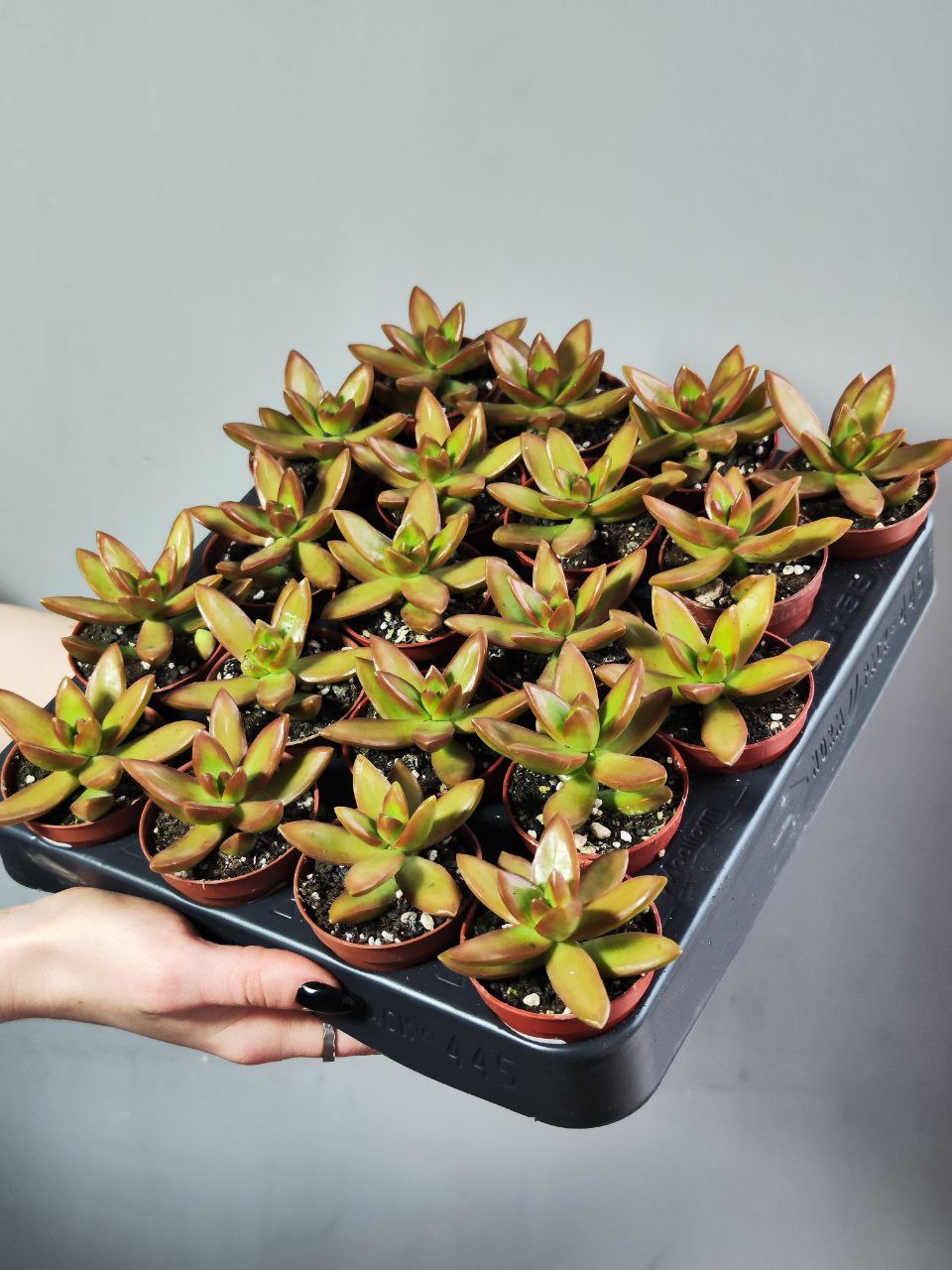 Седум Нуссбаумера (Sedum Nussbaumerianum) D5см