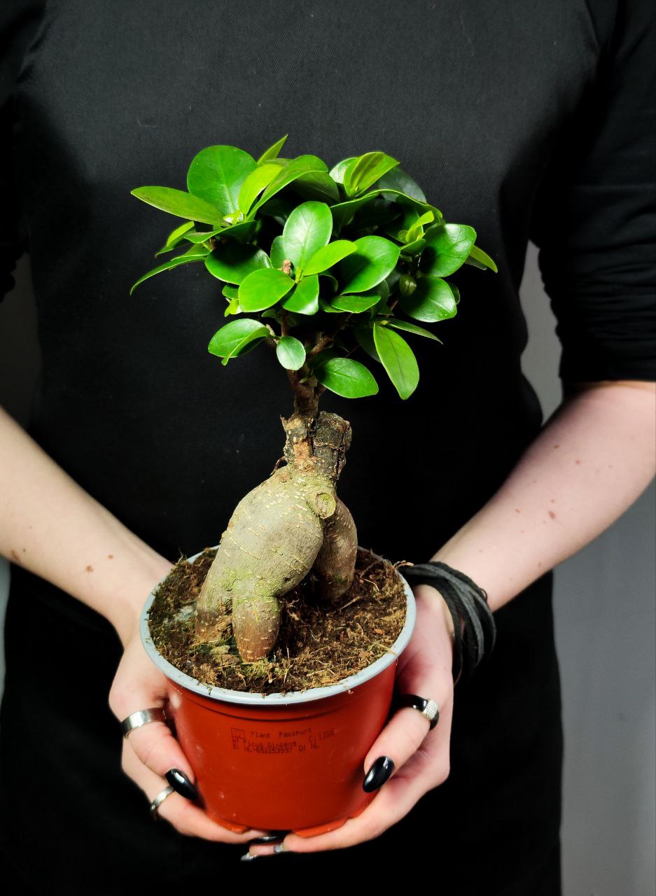 Фикус Микрокарпа (Ficus Мicrocarpa) D12см
