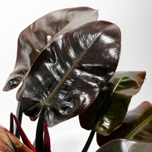 Филодендрон Блэк Кардинал (Philodendron Black Cardinal) D12см