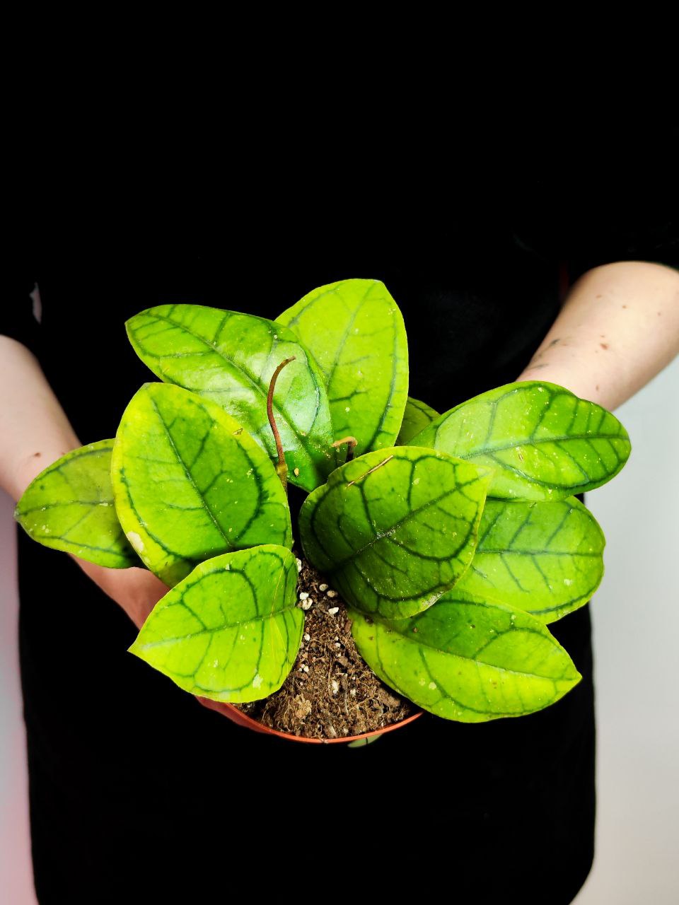 Хойя Каллистофила Вена (Hoya Callistophylla Vena) D12см